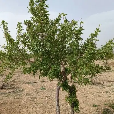 باغ قنوات قطعه ۳