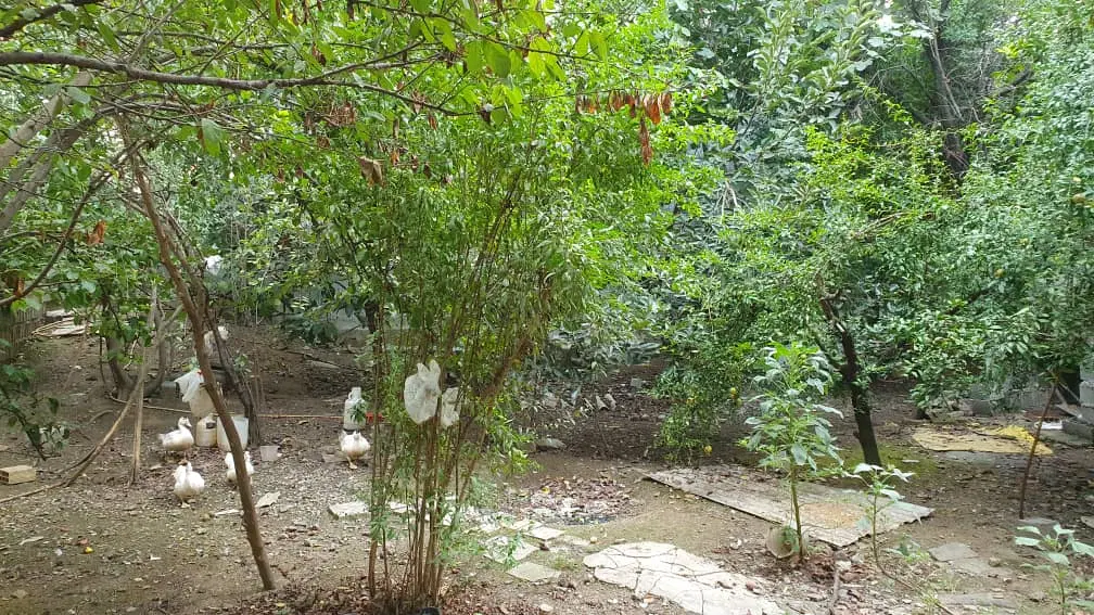فروش زمین مسکونی در گلستان 51