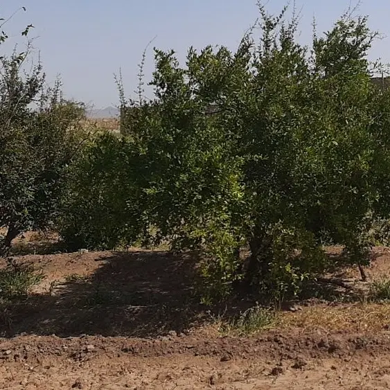 خانه و زمین