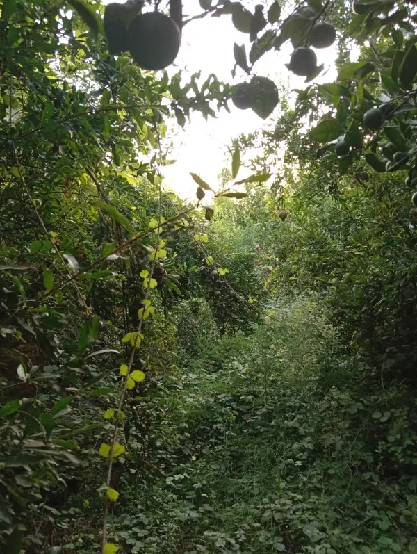 زمین باغ روستای محمدآباد
