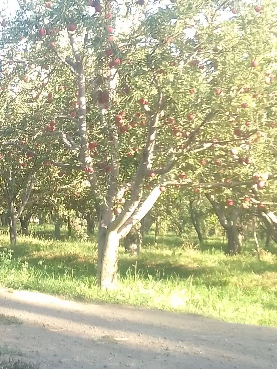 باغ سیب و میوه تابستانی