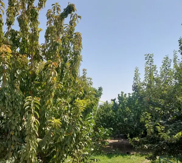 فروش باغ نقلی