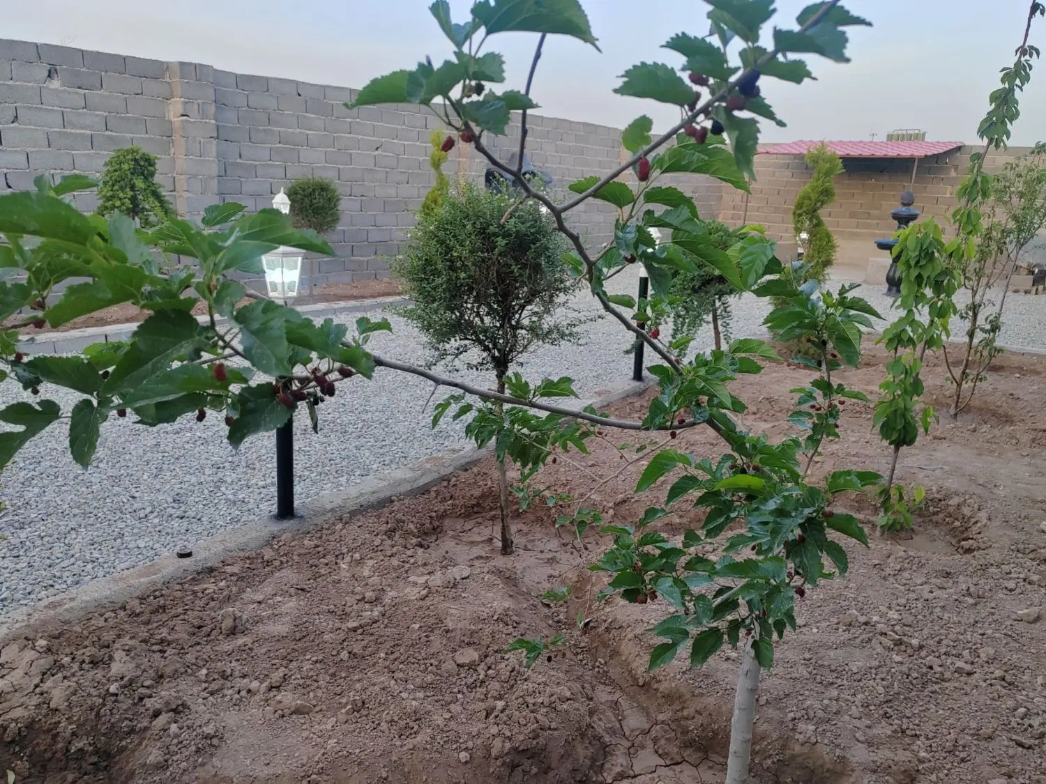 باغ باغچه ۱۵۶متری