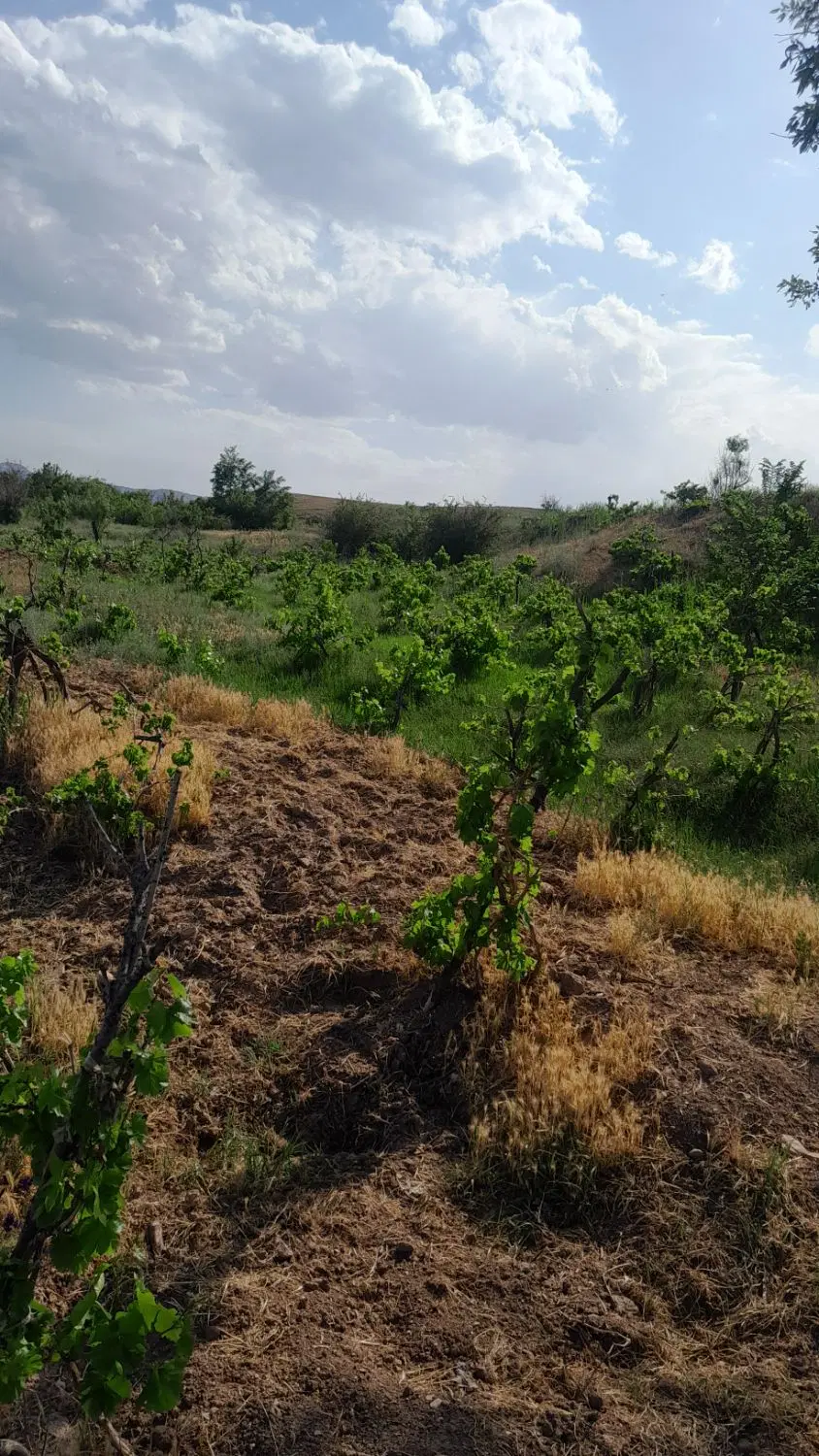 باغ انگور