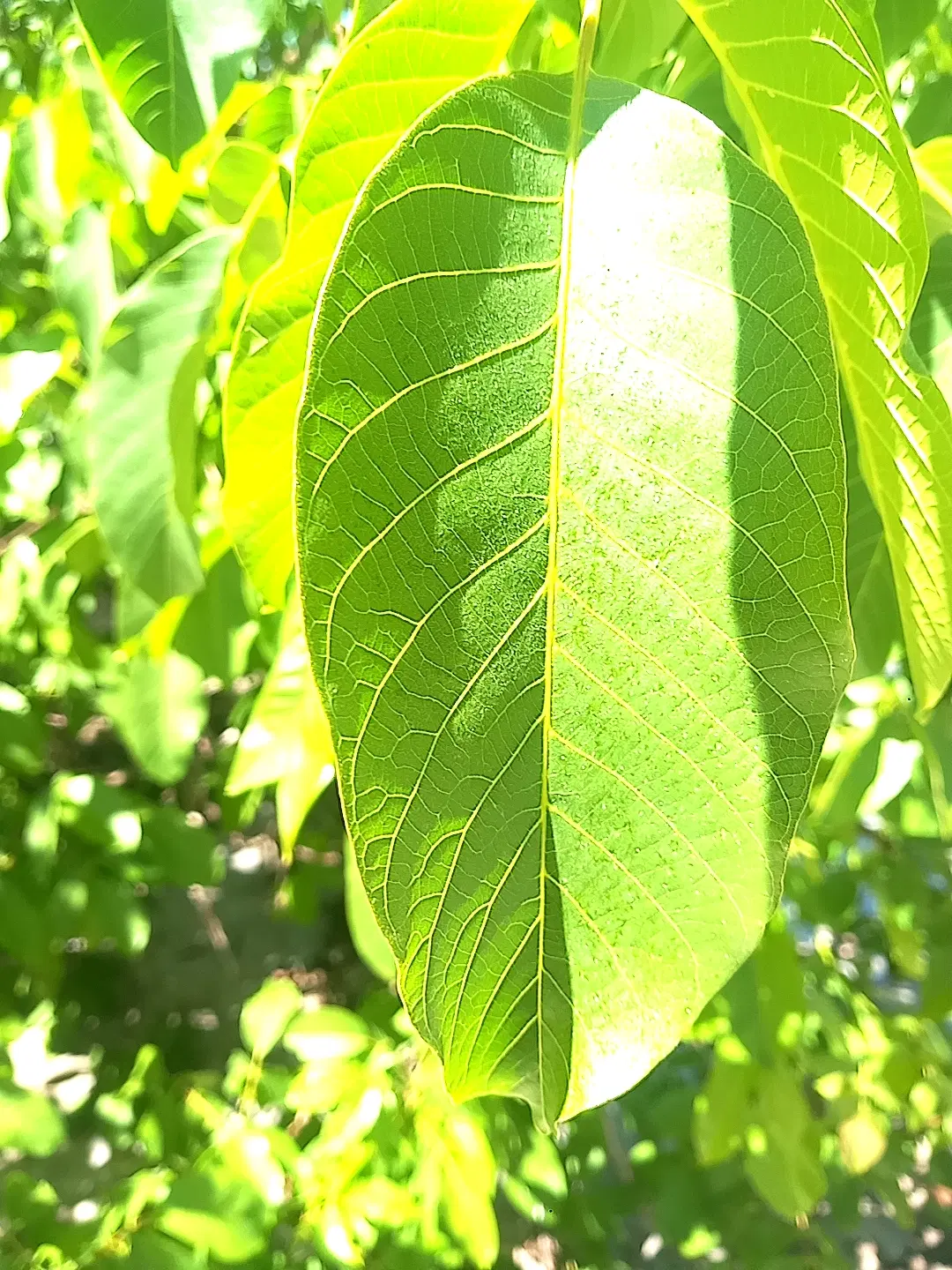 باغ سامان