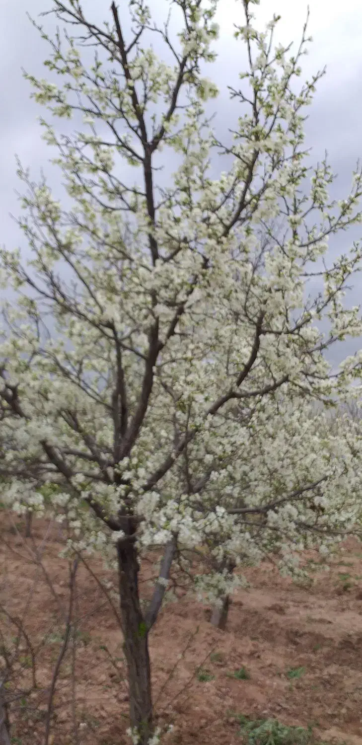 باغ کشاورزی