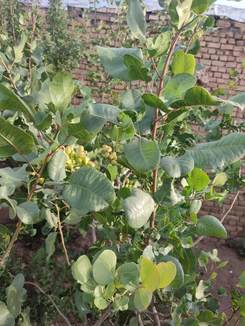 رحمت آباد ، زمین ، زاویه