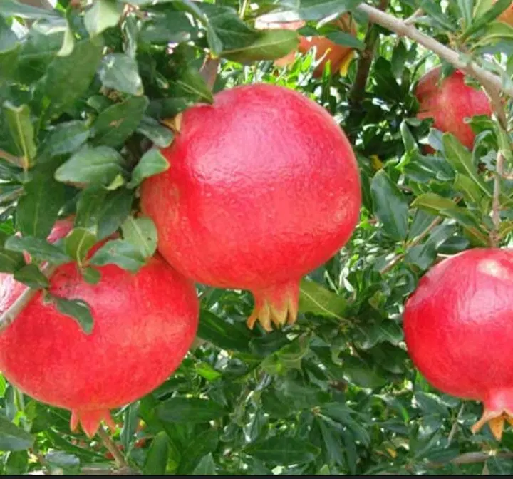 زمین دشت لوئین