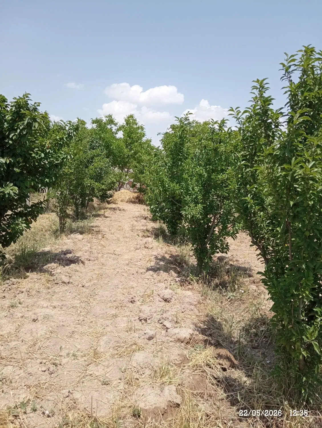 باغچه ی دنج وسرسبز