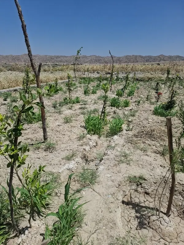 دو قطعه زمین باغی قلعه سیدمتری۳میلیون