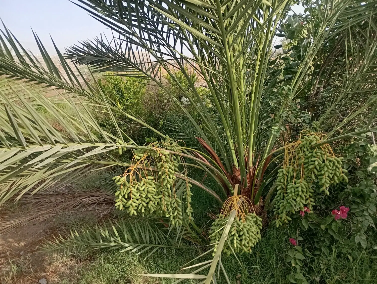 زمین در سرخون