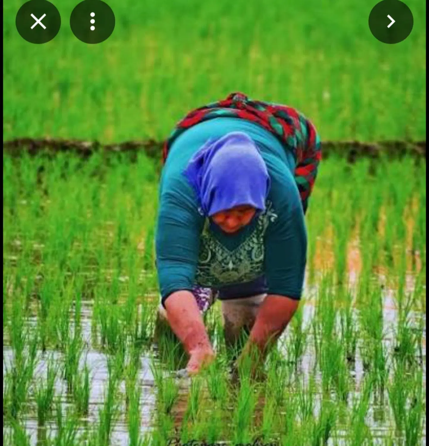 سهم الارث بیجار و باغو  خانه روستایی
