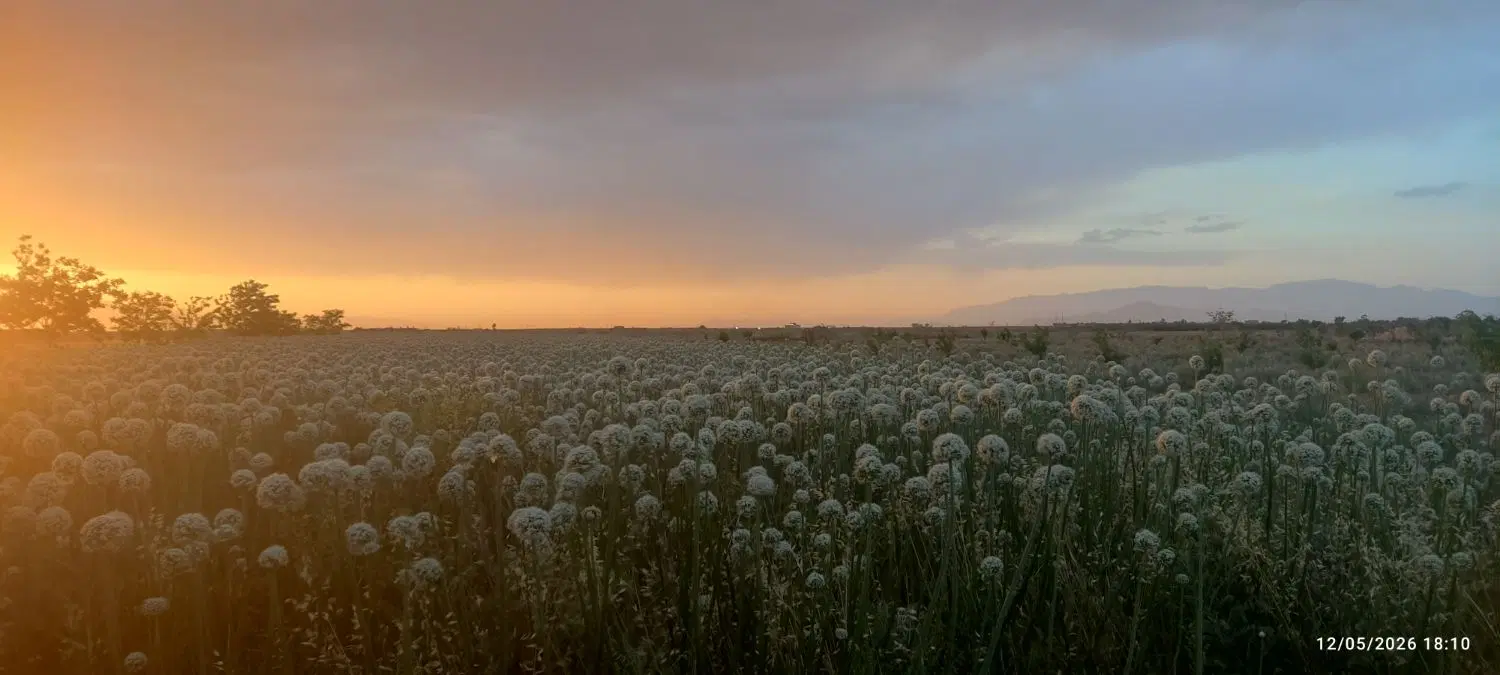 زمین فروشی موقعیت خیلی خوب برای سرمایه گذاری