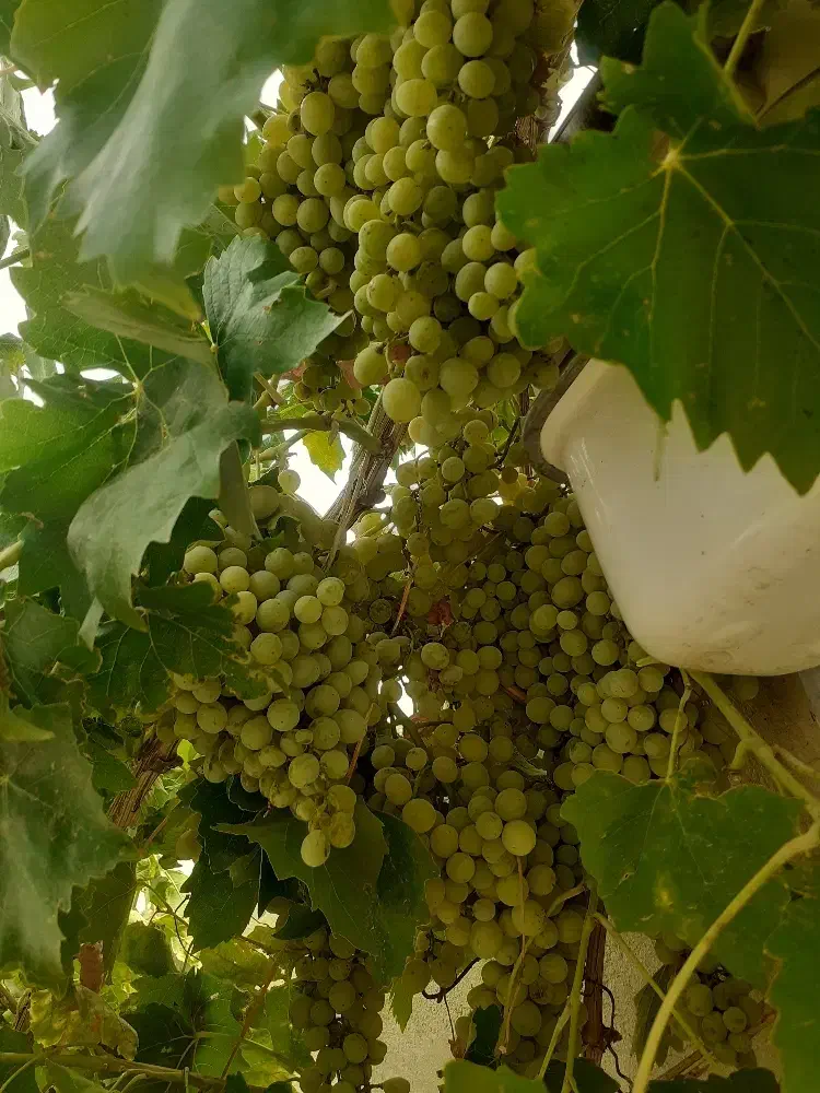 خانه ویلا باغی ...