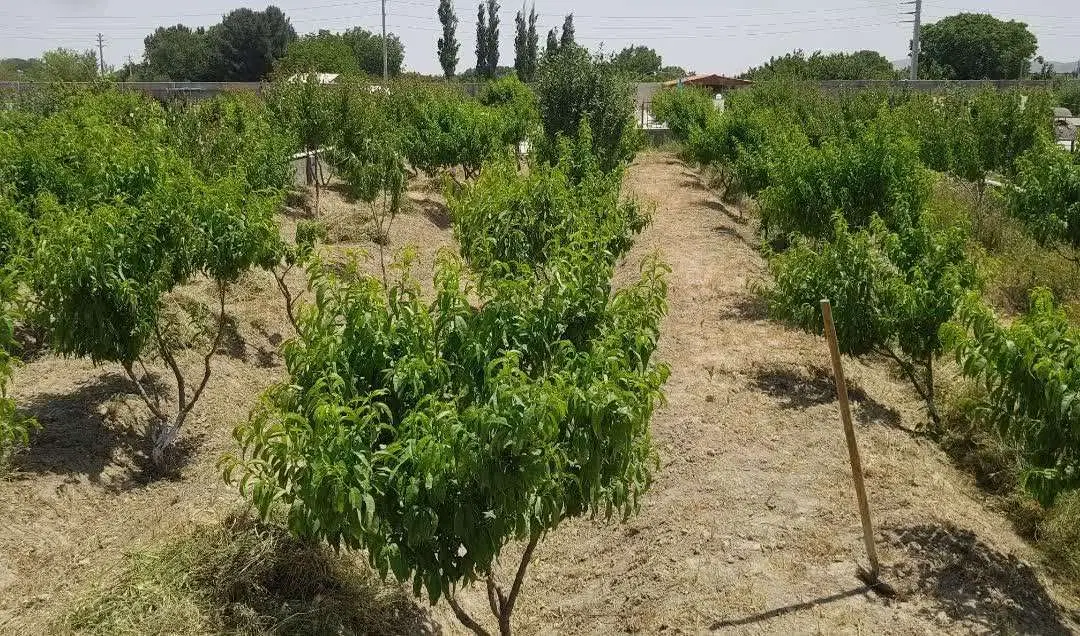 تهاتر باغ با ملک
