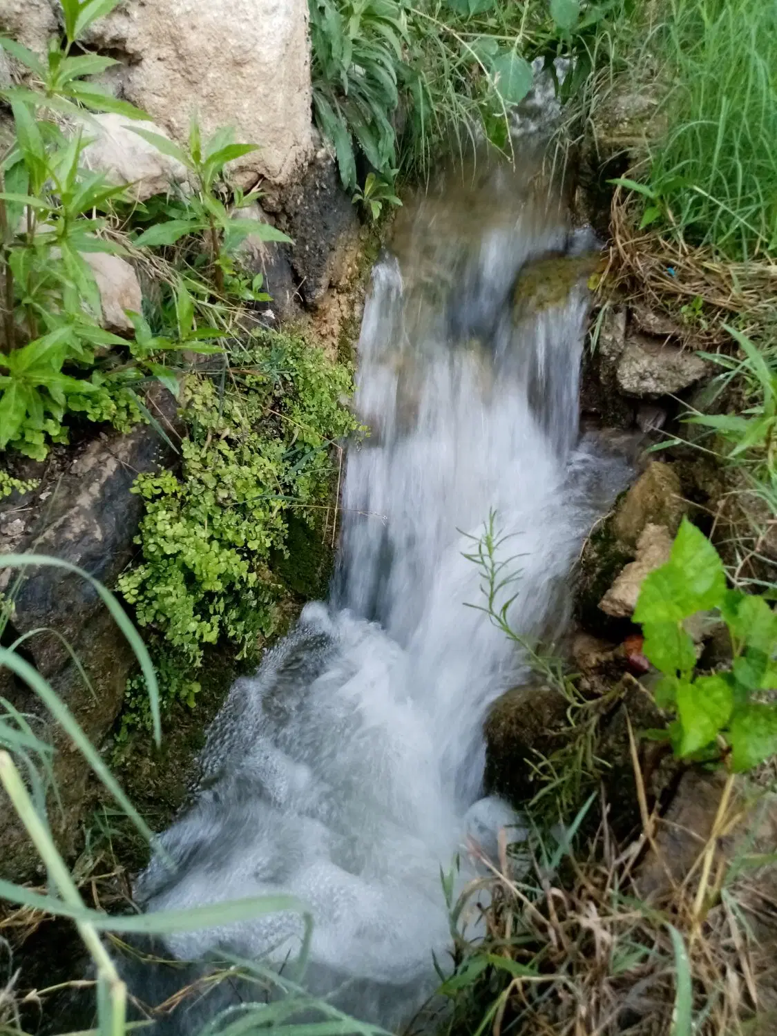 فروش باغچه
