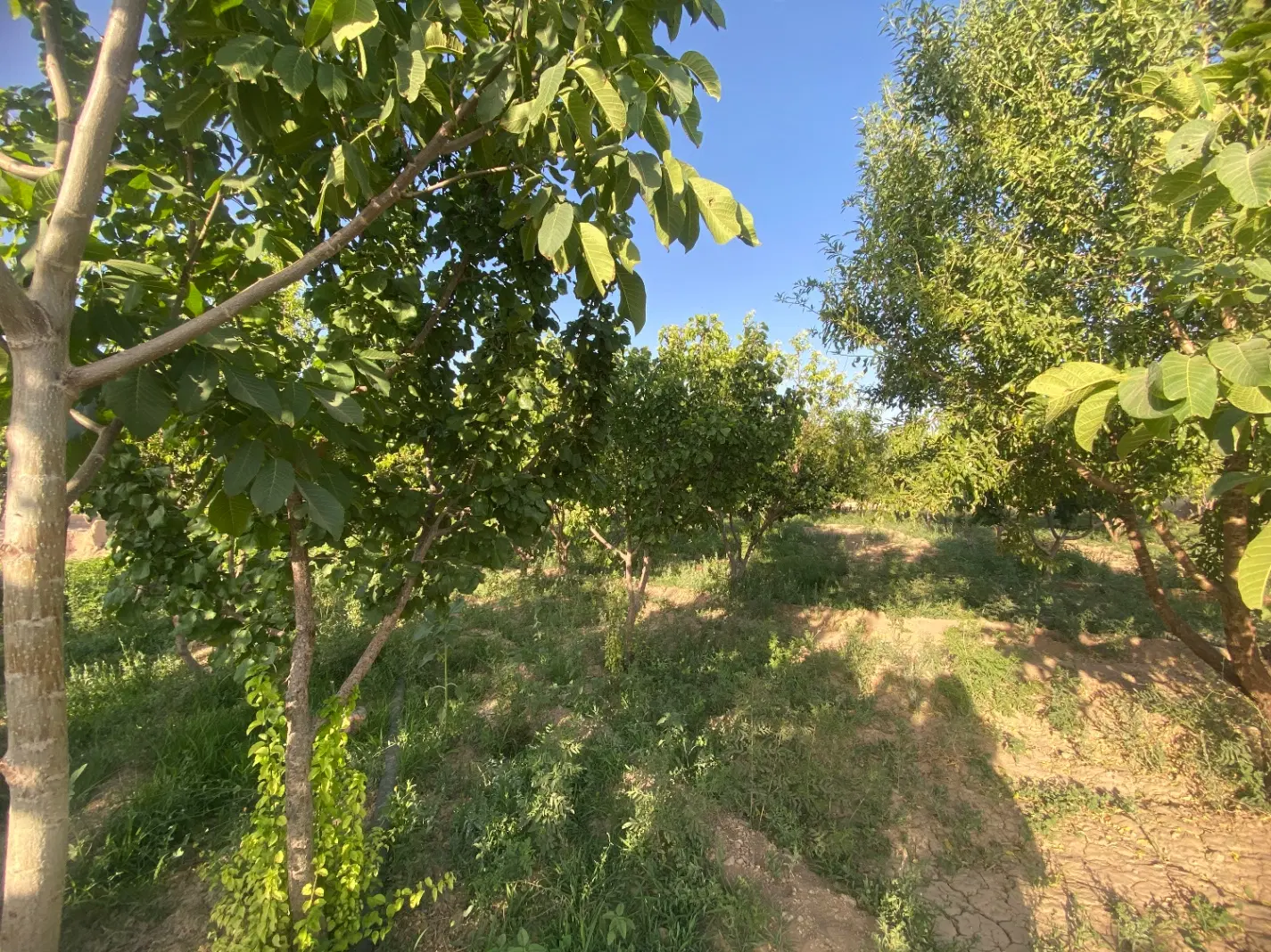 فروش باغ در جوشقان