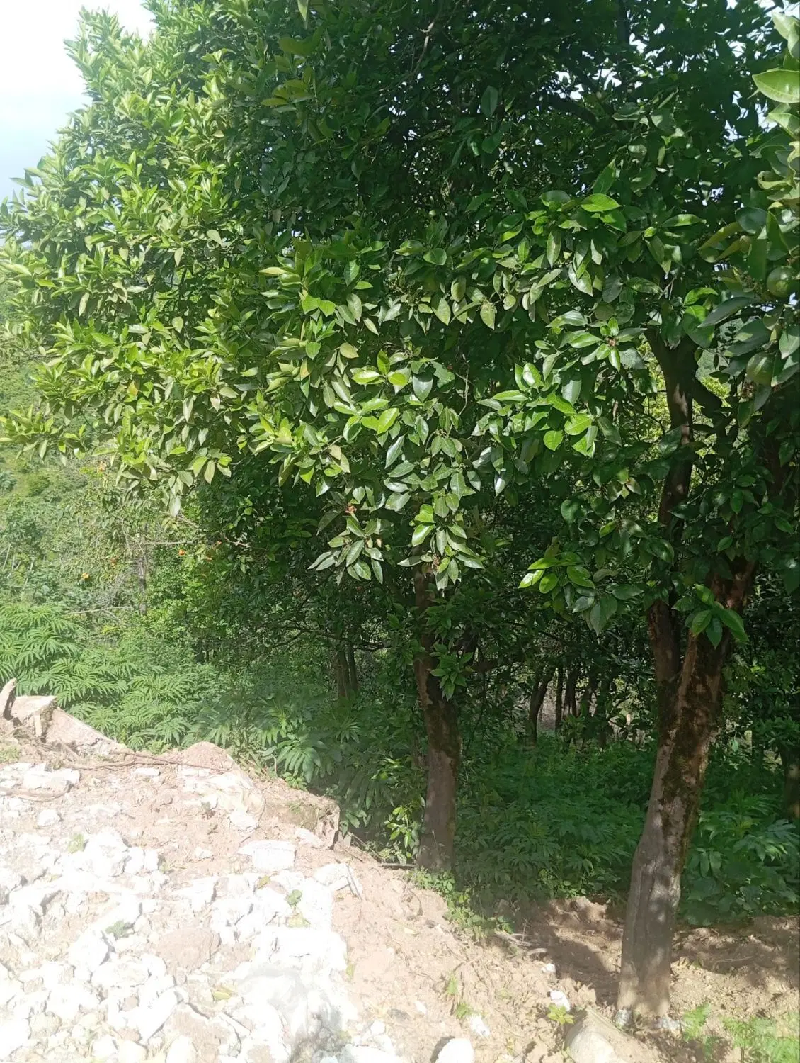 زمین