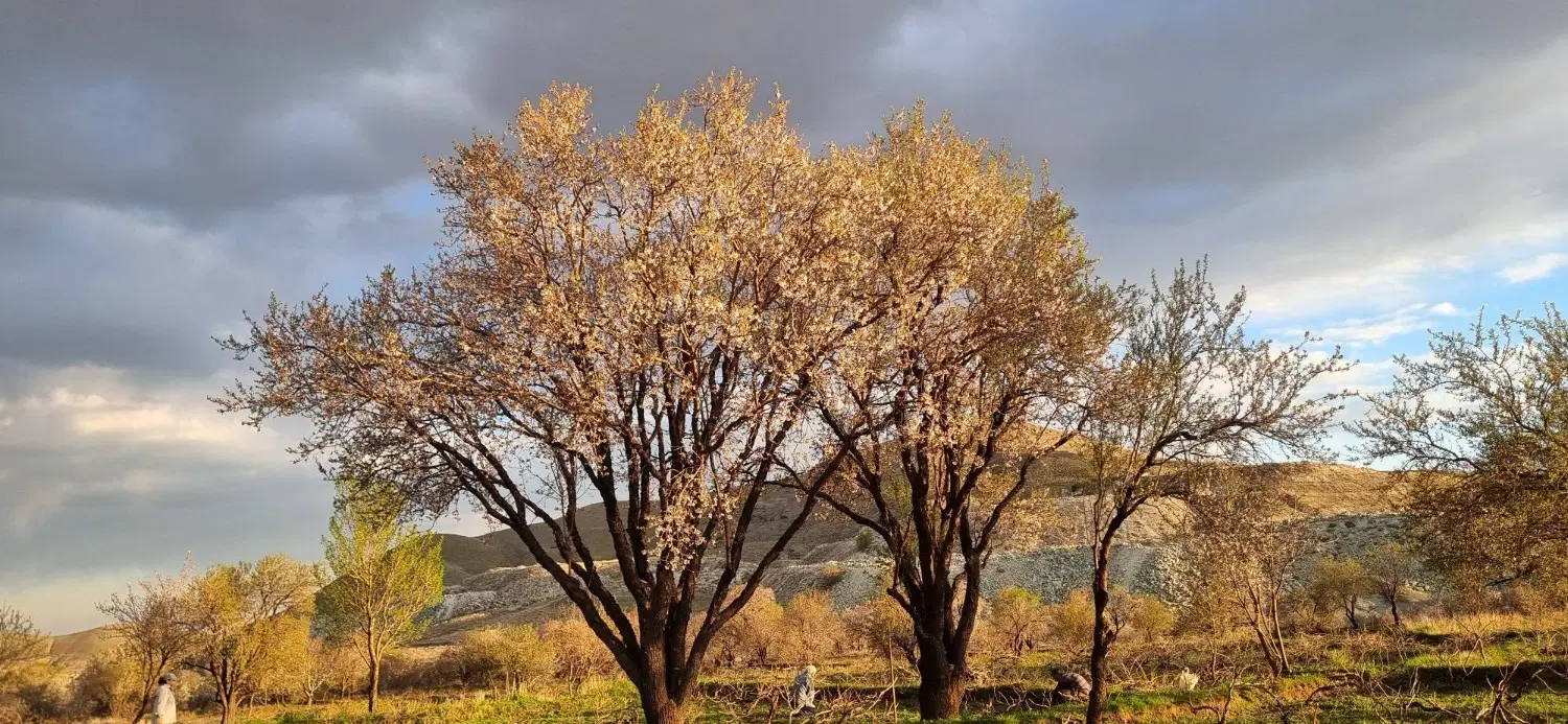 باغ انگور واقع در روستای نیاق