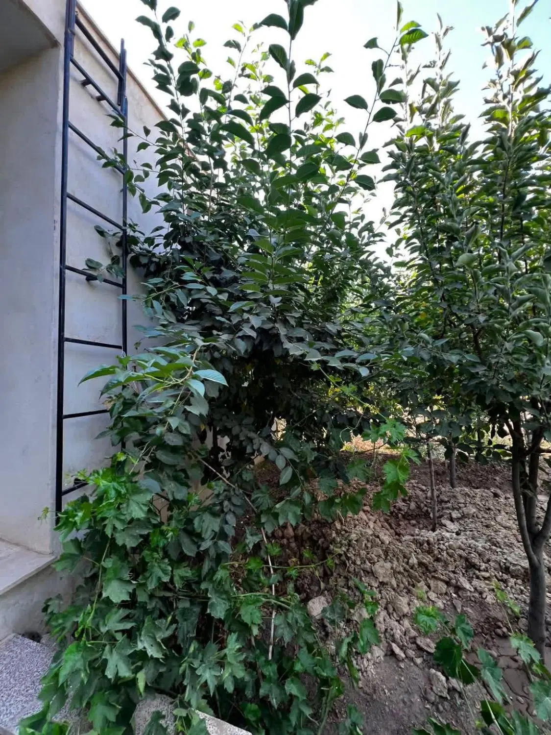 عقیل آباد گلشن آباد بان