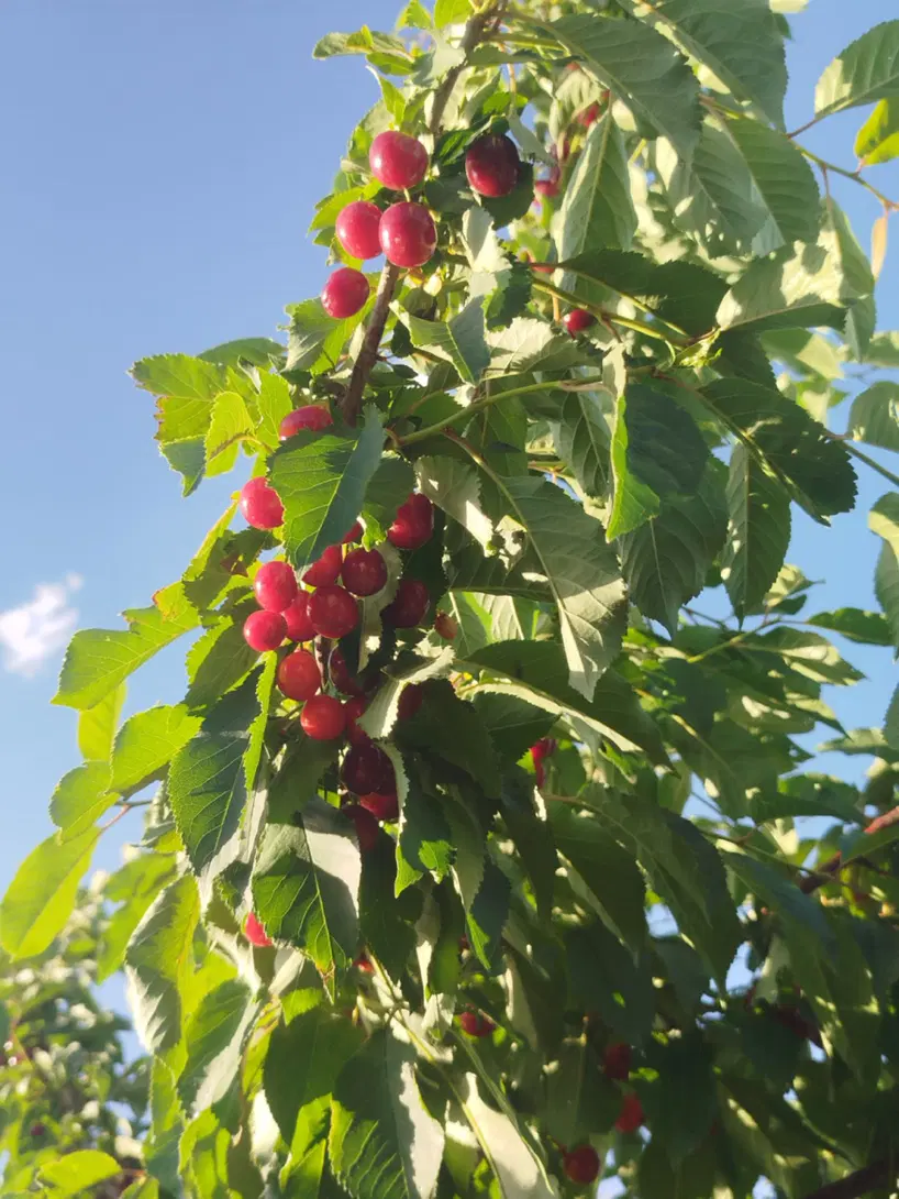 باغ ۱۰۰۰ متری در سیمین زاغه