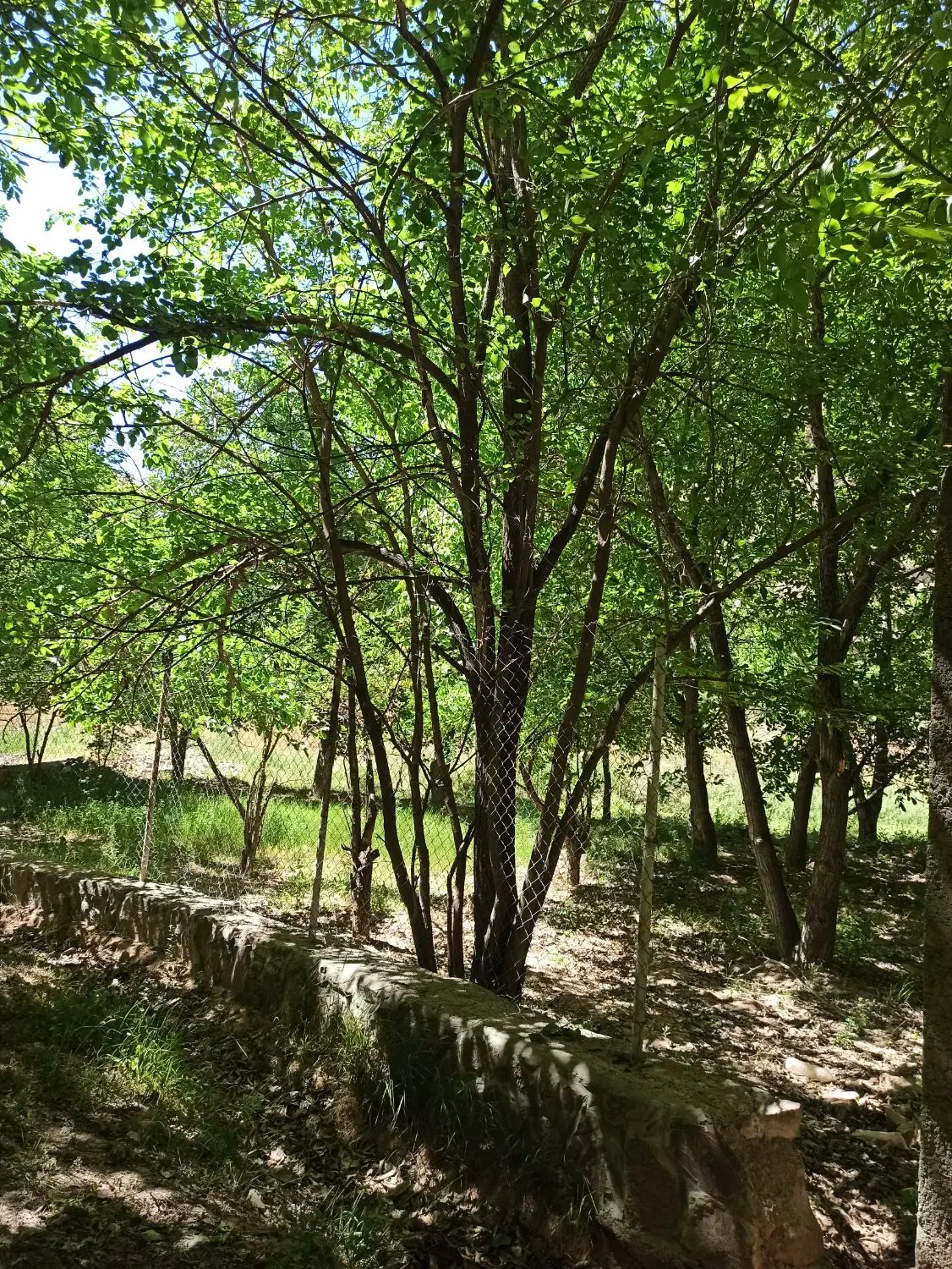 باغ