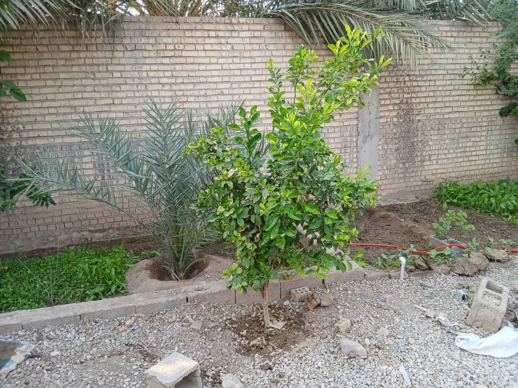سوسنگرد مشروطه خ شهید محمودی بعد از حسینه