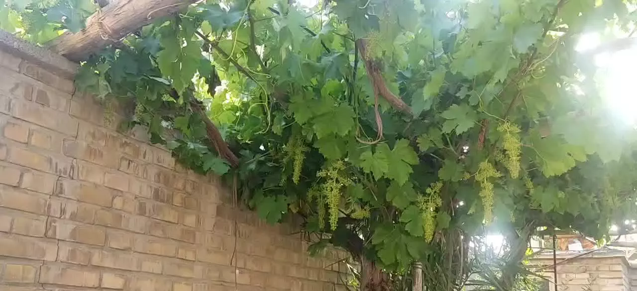 خانه