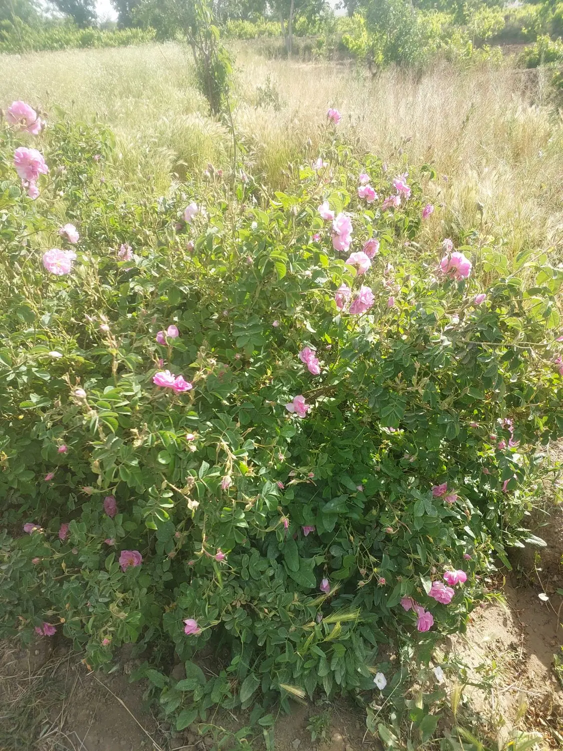 باغ فروشی جاده ملایر