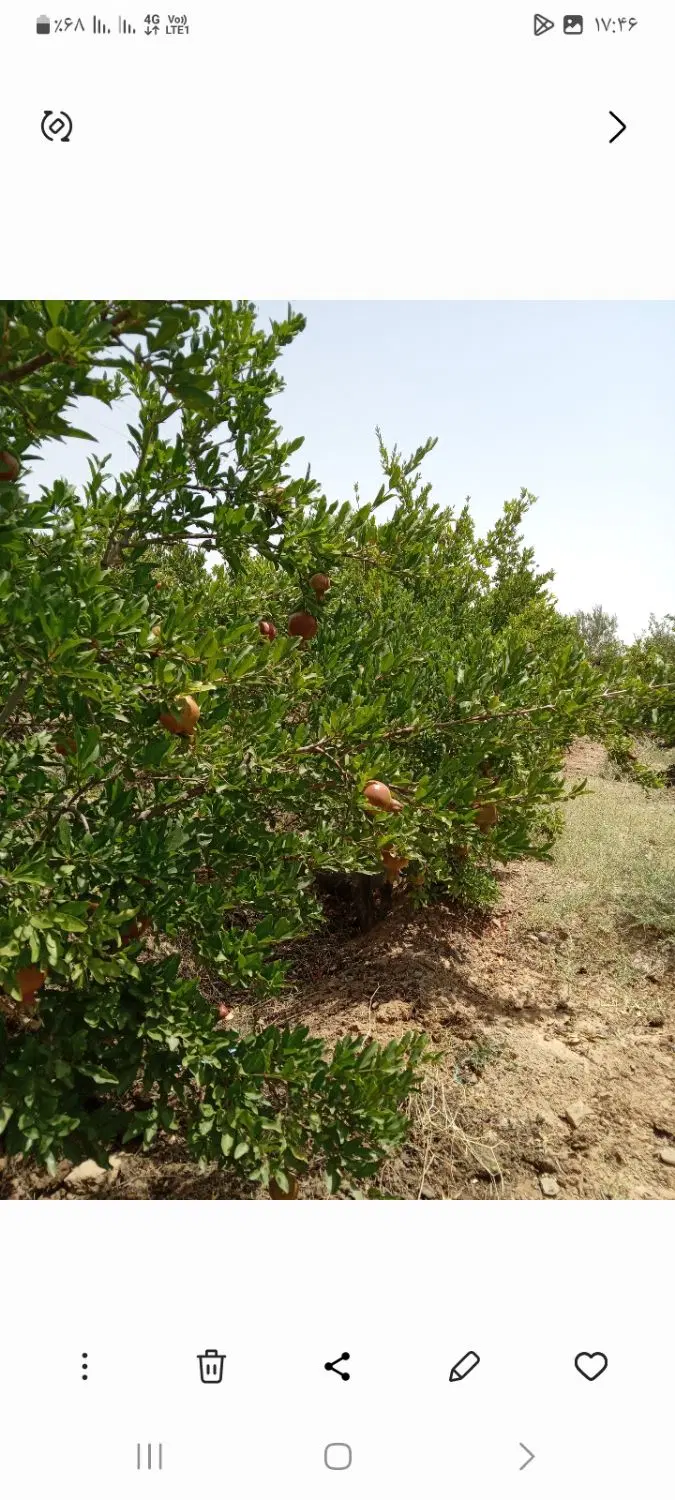 فروش باغ وباغچه مناسب ویلا سازی