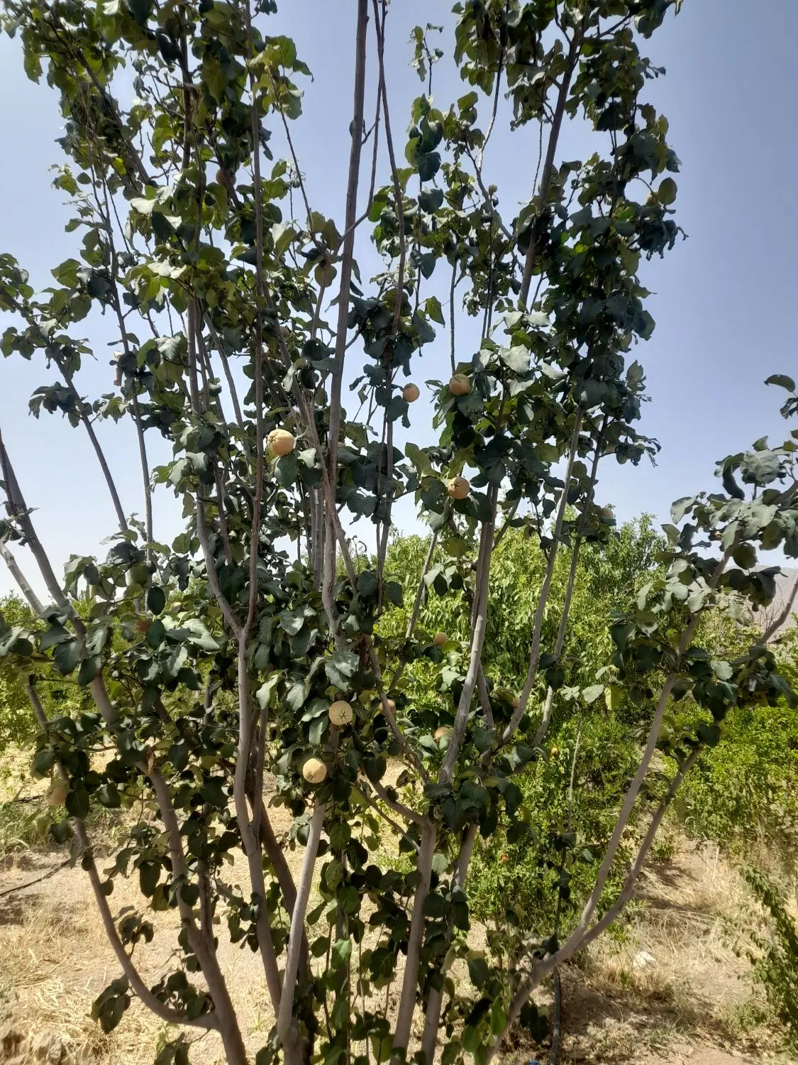 باغ ویلا فروشی