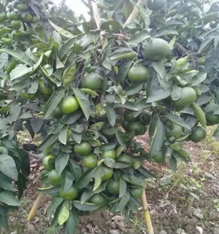 یک قطعه باغ نارنگی ۲هزارمتری داری برق و گاز