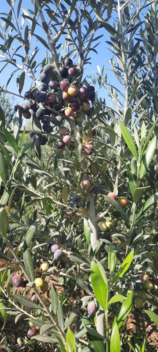 باغ زیتون