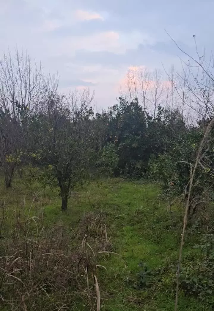 فروش زمین باغی