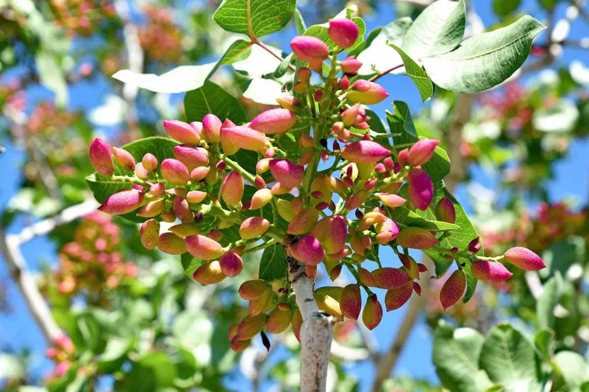 فروش باغ پسته و آب چاه موتور