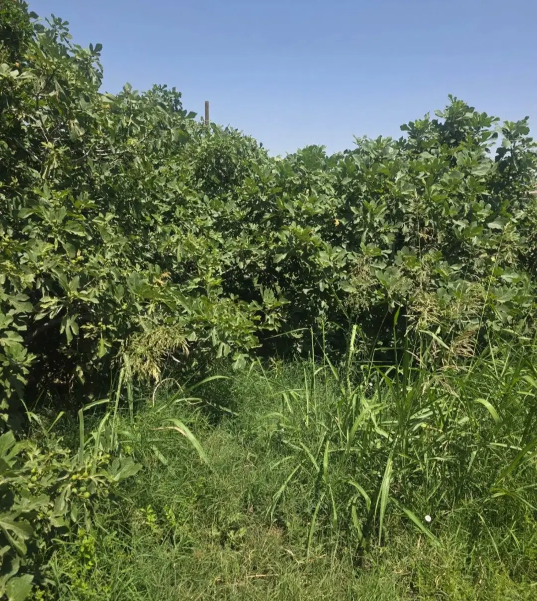 فروش خانه باغ روستایی