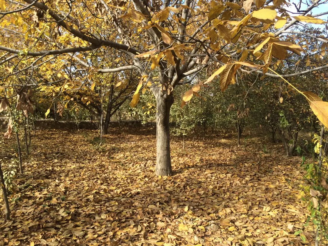 لحظات به یاد ماندنی در یکی از باغ های زیبای بجنورد