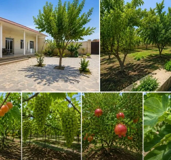 فروش خانه‌باغ ۵۷۵ متری در گلباف کرمان