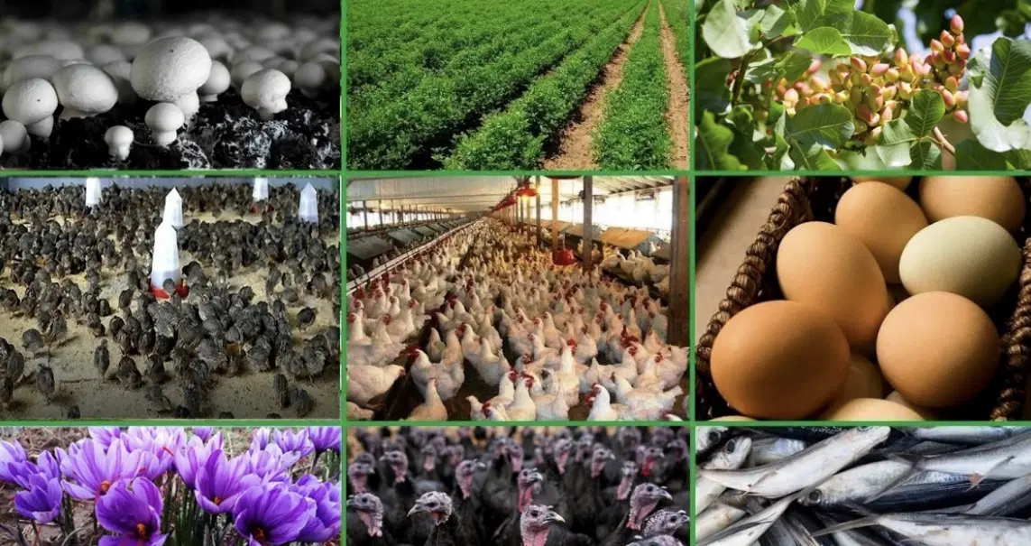مشارکت در کار تولیدی وپرورشی
