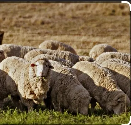 آغول سند دار