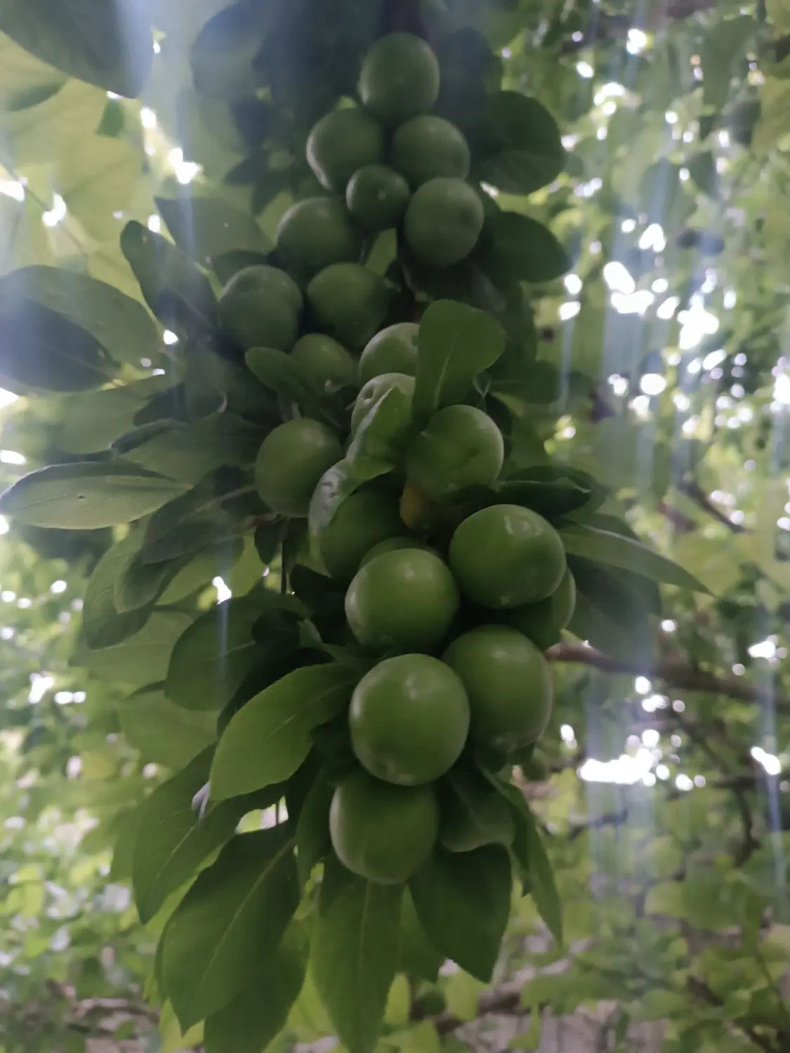 باغچه ۱۰۰۰ متری شهریار