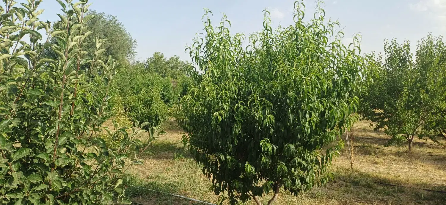 فروش باغچه الوان در جاده سنتو