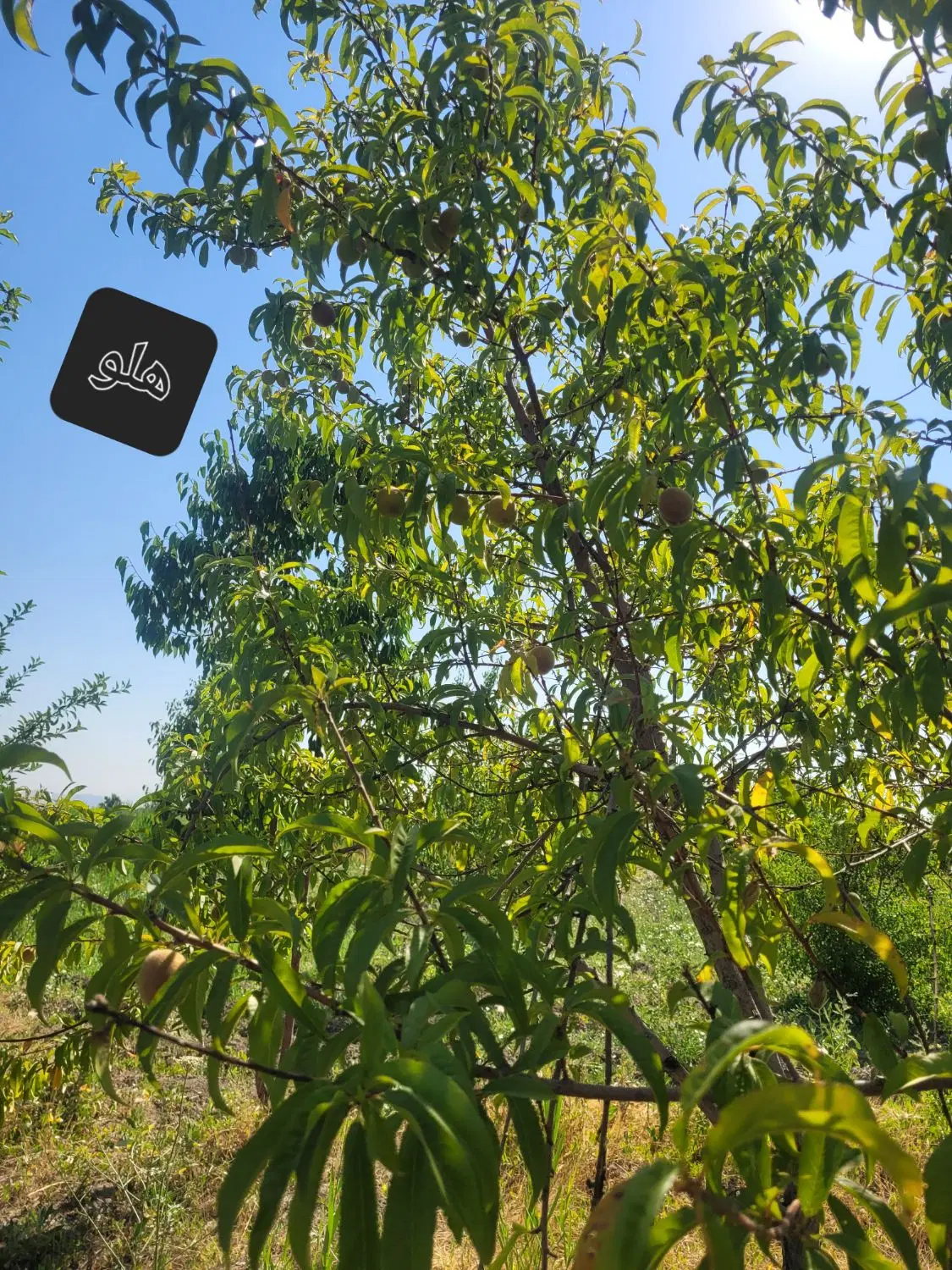 زمین باغی در غفاربهی شورکند