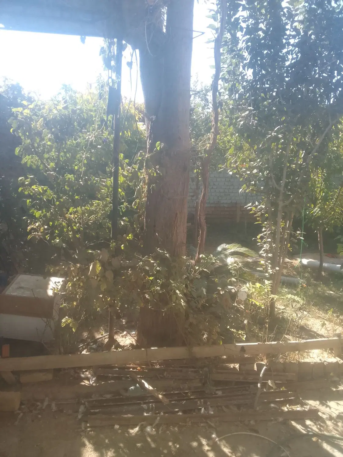 زمین قلفتی