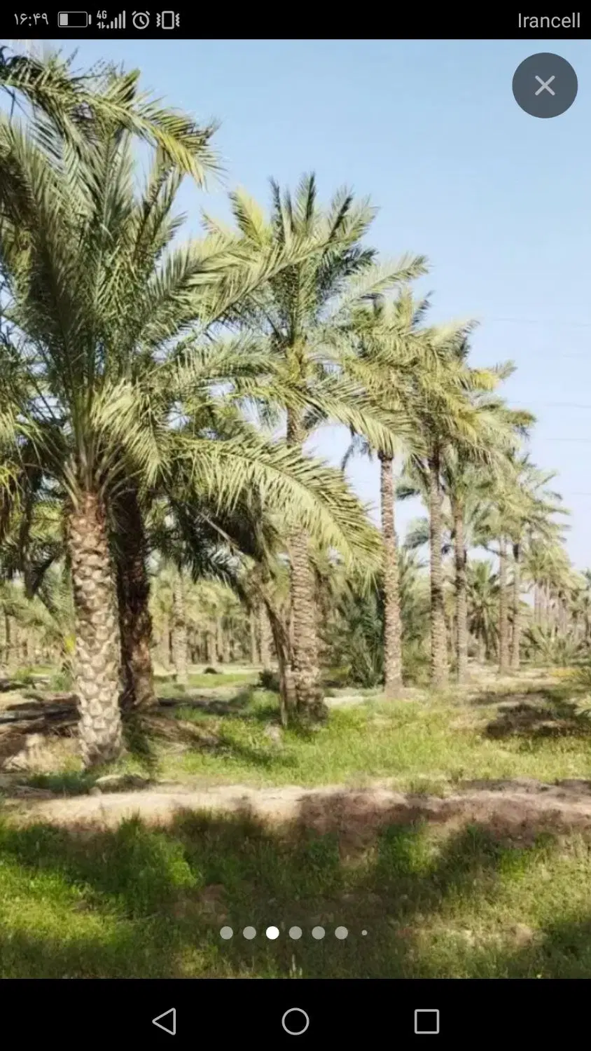 باغ نخل جوان