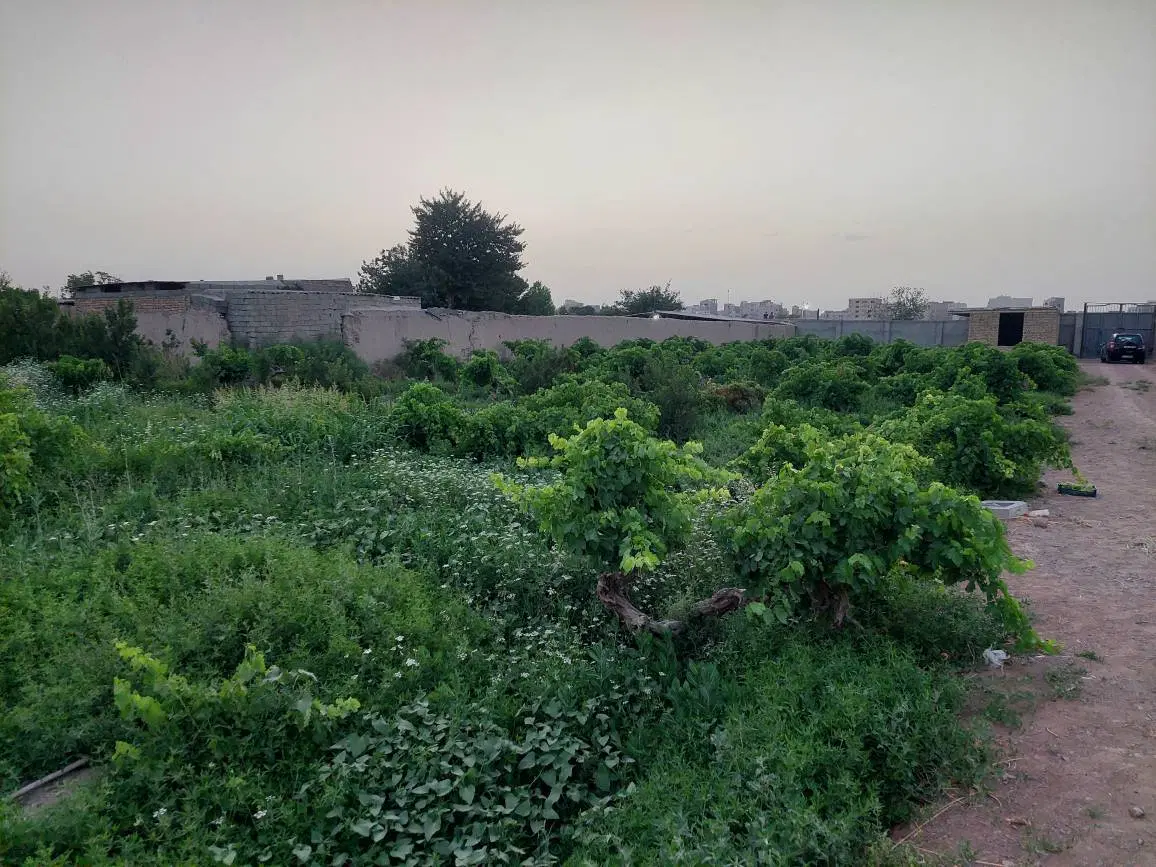 فروش ۲ قطعه ۵۰۰ متری از باغ