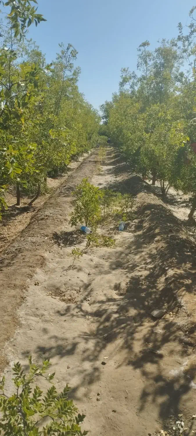 زمین کشاورزی