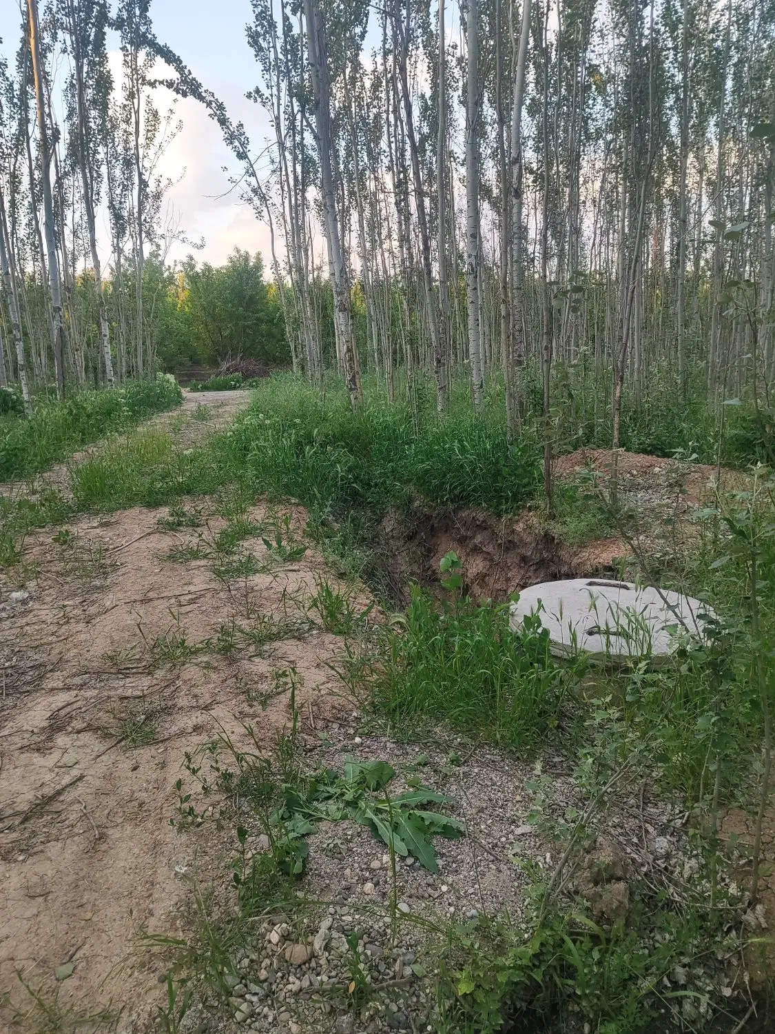 زمین ویلایی باغ آلودرختان سنوبر تقی آباد سوگلی تپه