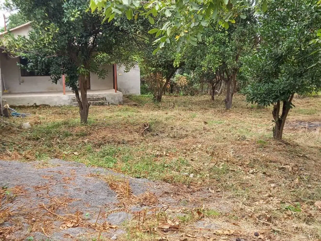 زمین نوشهر رویان ونوش دامنه زیبای عزت