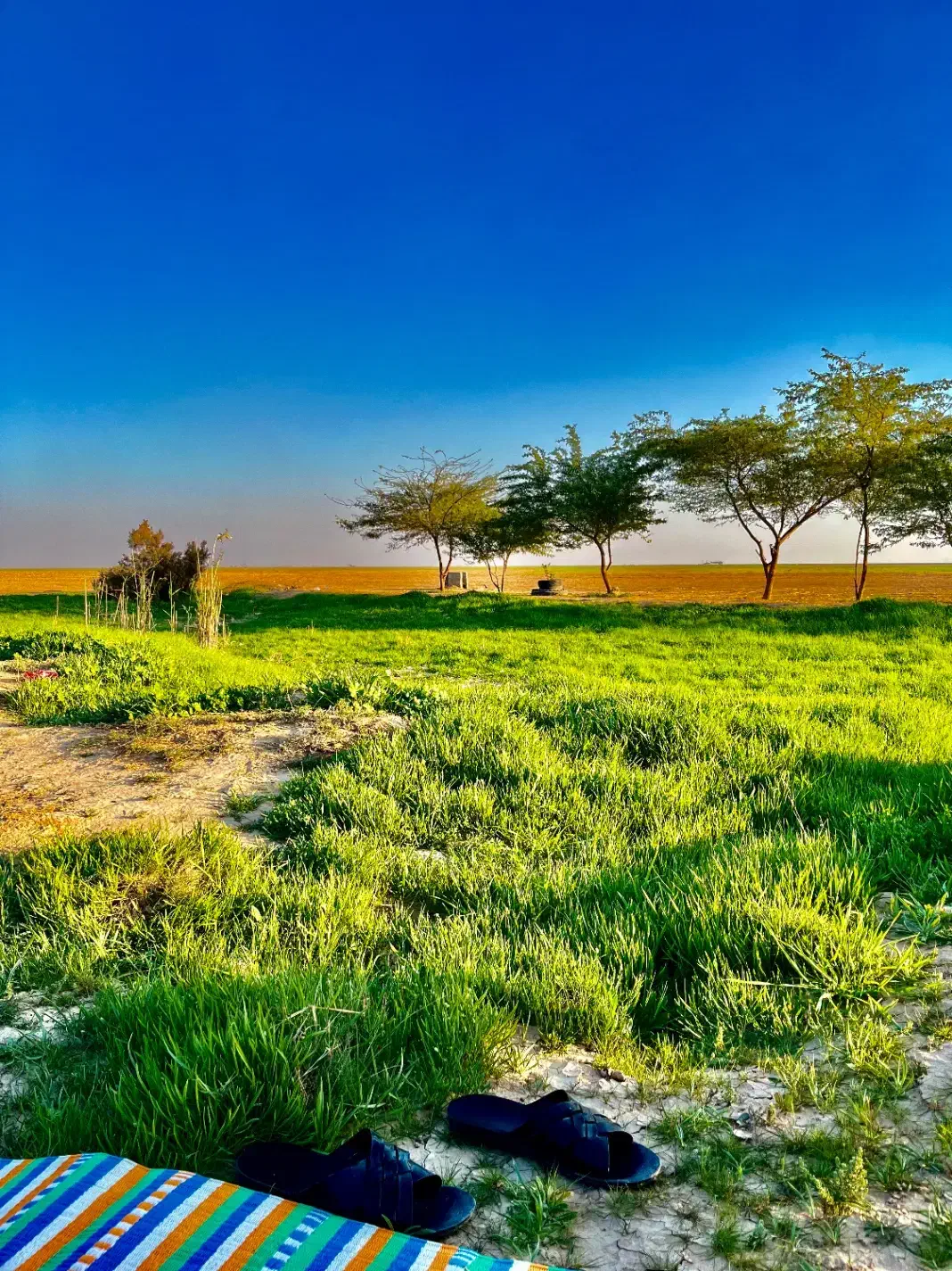 زمین کشاورزی دهملاه